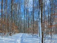 72151CrLe - Walking along a snowy trail in Westridge Park.jpg